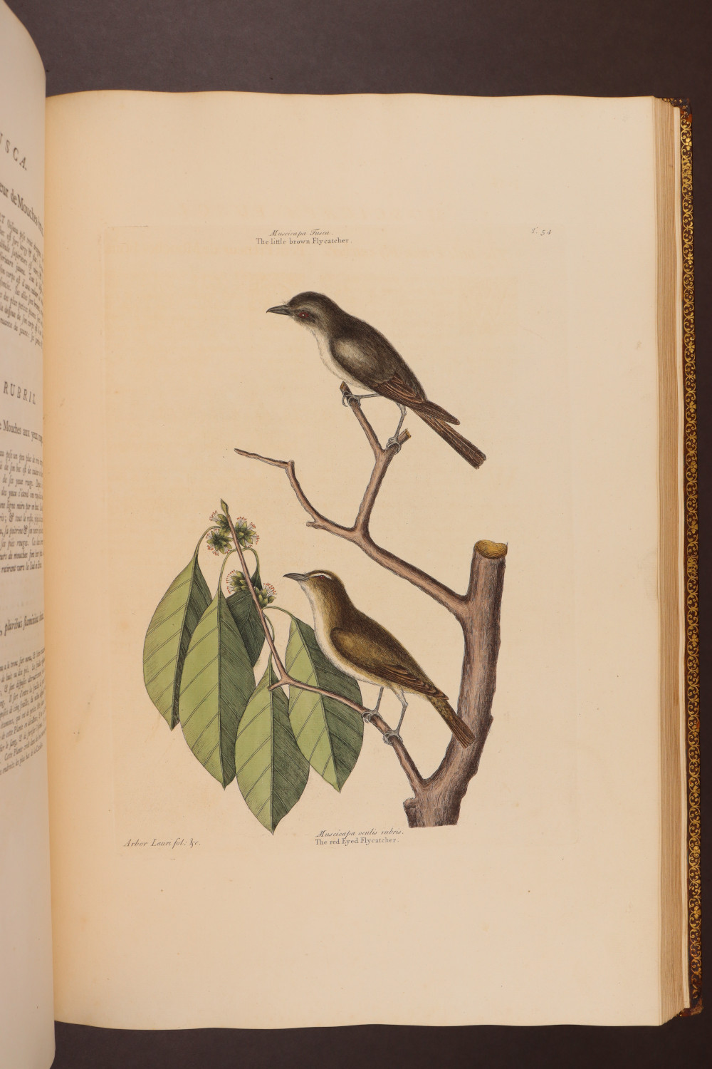 Plate 54